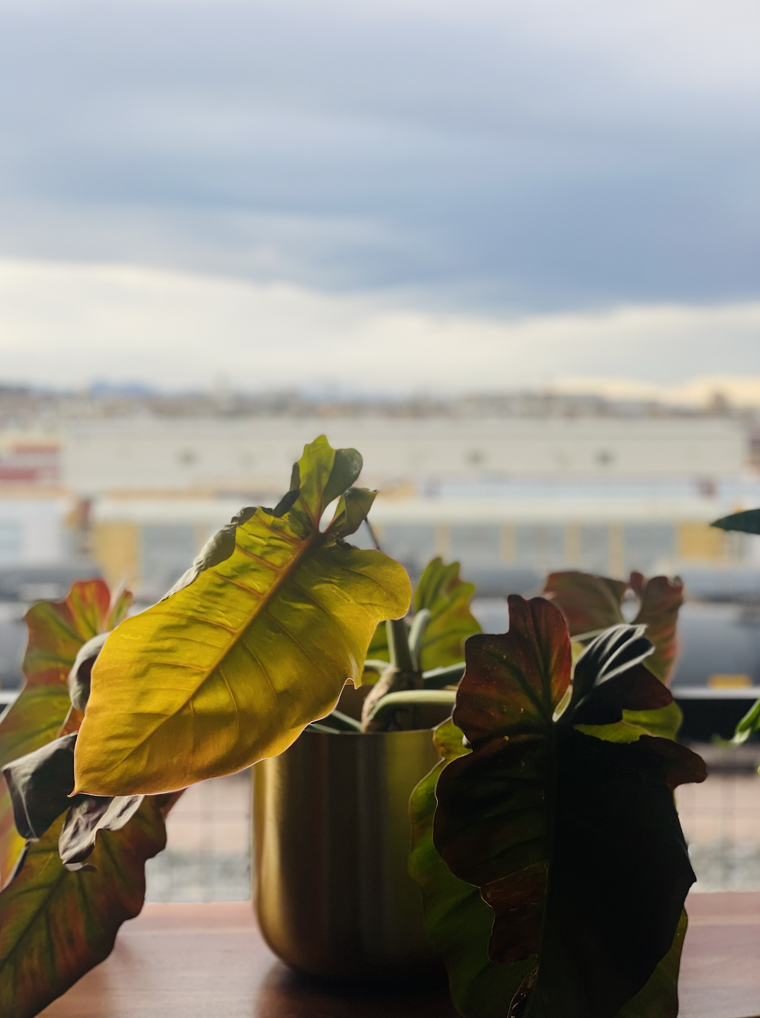 Jungle Fever Philodendron